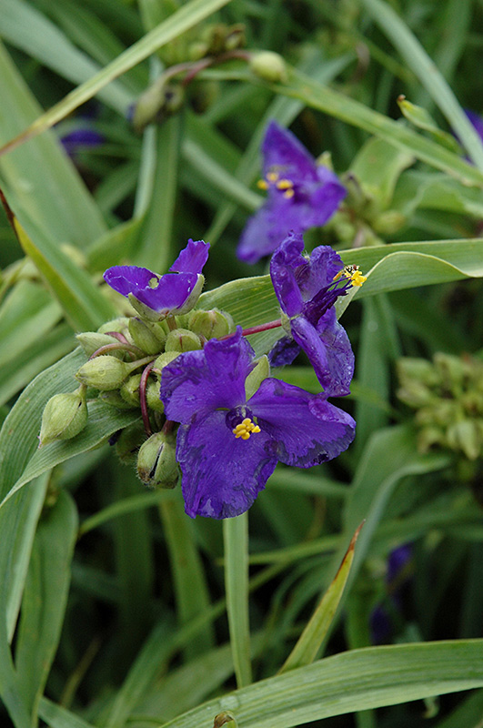 Zwanenburg's Blue Spiderwort (Tradescantia x andersoniana 'Zwanenburg Blue') at Minor's Garden Center
