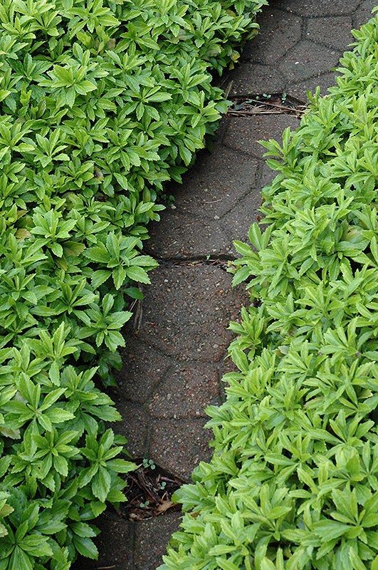Green Carpet Japanese Spurge (Pachysandra terminalis 'Green Carpet') at Minor's Garden Center