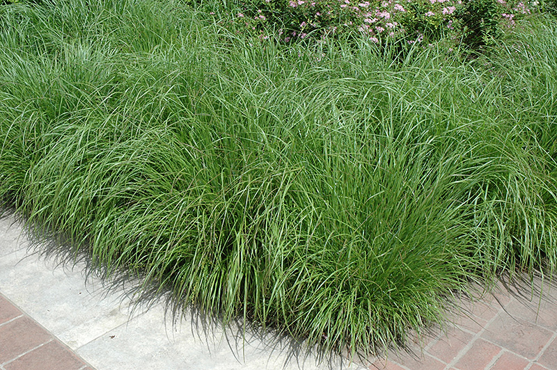 Fountain Grass (Pennisetum alopecuroides) at Minor's Garden Center