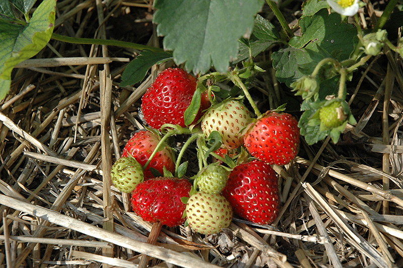 Everbearing Strawberry (Fragaria 'Everbearing') at Minor's Garden Center
