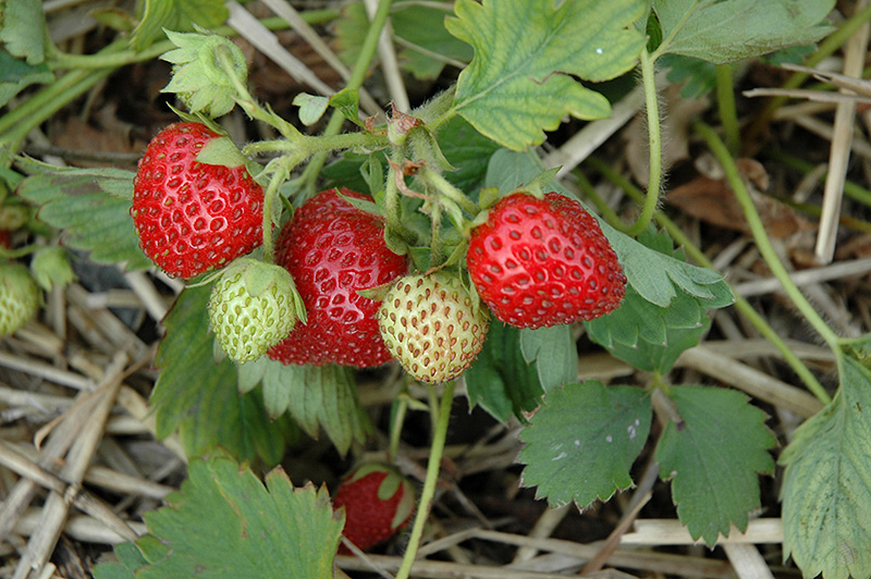 June-Bearing Strawberry (Fragaria 'June-Bearing') at Minor's Garden Center