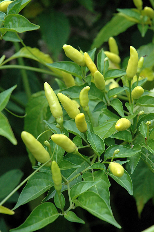 Tabasco Pepper (Capsicum frutescens 'Tabasco') at Minor's Garden Center