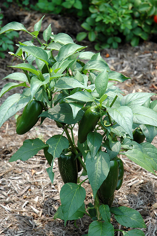 Jalapeno Pepper (Capsicum annuum 'Jalapeno') at Minor's Garden Center