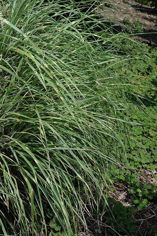 Little Zebra Dwarf Maiden Grass (Miscanthus sinensis 'Little Zebra') at Minor's Garden Center