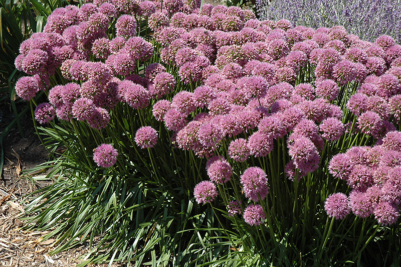 Click To View Full Size Photo Of Millenium Globe Lily Allium