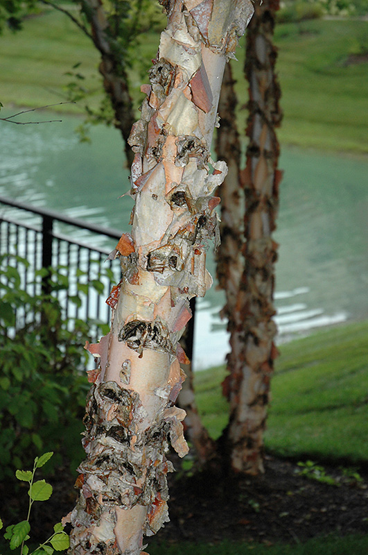 River Birch (Betula nigra) at Minor's Garden Center