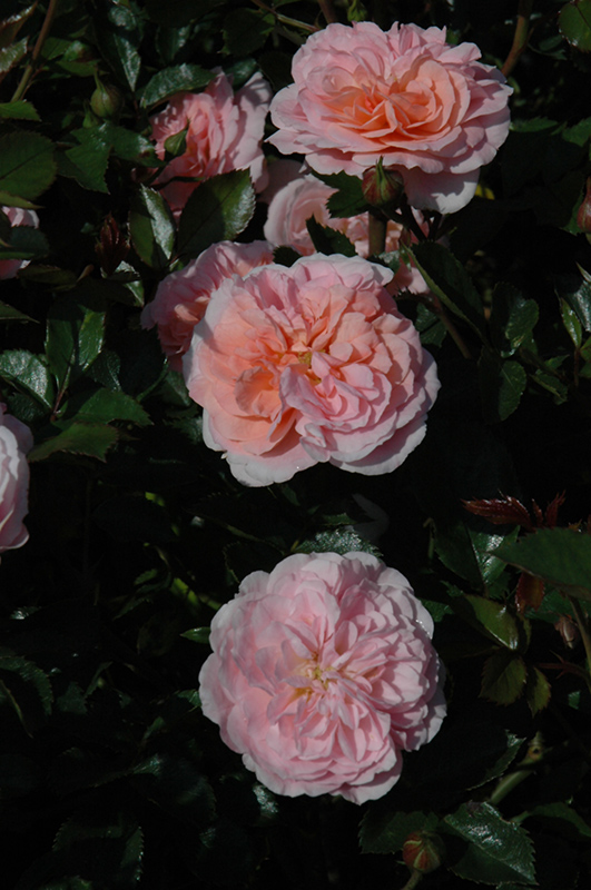Apricot Drift Rose (Rosa 'Meimirrote') at Minor's Garden Center