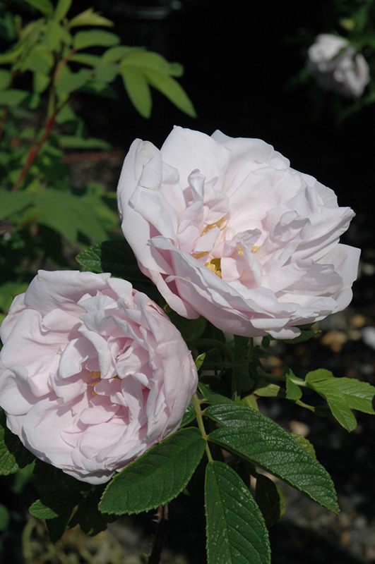 Snow Pavement Rose (Rosa 'Snow Pavement') at Minor's Garden Center