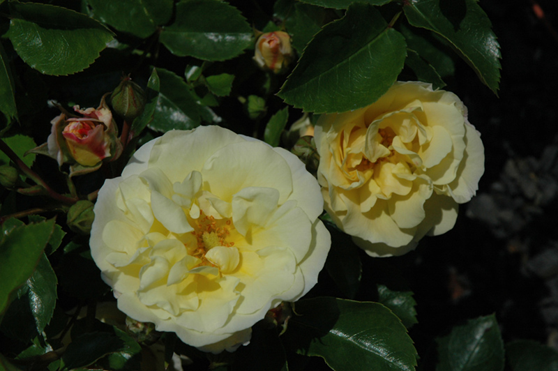 Popcorn Drift Rose (Rosa 'Novarospop') at Minor's Garden Center