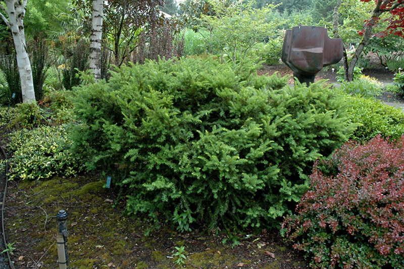 Taunton's Yew (Taxus x media 'Tauntonii') at Minor's Garden Center