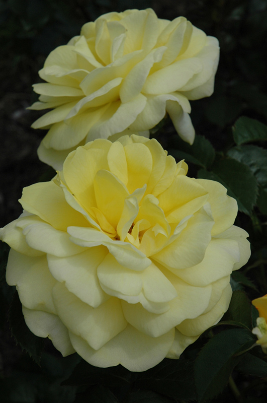 Yellow Brick Road Rose (Rosa 'Yellow Brick Road') at Minor's Garden Center