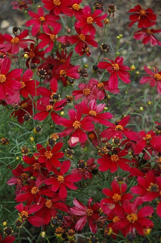 Permathread Red Satin Tickseed (Coreopsis 'Red Satin') at Minor's Garden Center