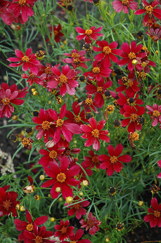 Permathread Red Satin Tickseed (Coreopsis 'Red Satin') at Minor's Garden Center