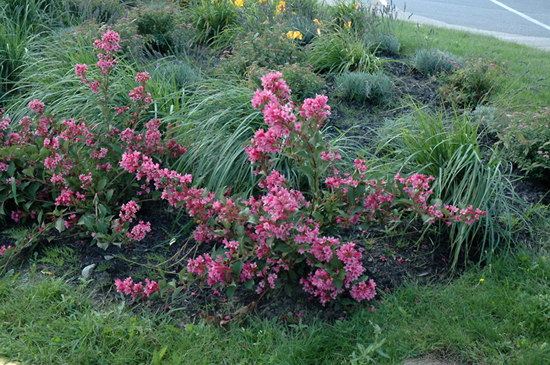 Sonic Bloom Pink Weigela (Weigela florida 'Bokrasopin') at Minor's Garden Center
