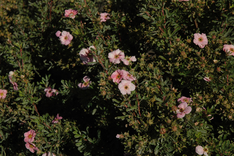 Happy Face Pink Paradise Potentilla (Potentilla fruticosa 'Kupinpa') at Minor's Garden Center