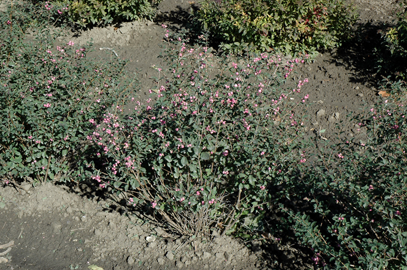Candy Coralberry (Symphoricarpos x doorenbosii 'Kolmcan') at Minor's Garden Center