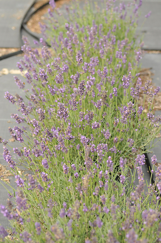 SuperBlue Lavender (Lavandula angustifolia 'SuperBlue') at Minor's Garden Center