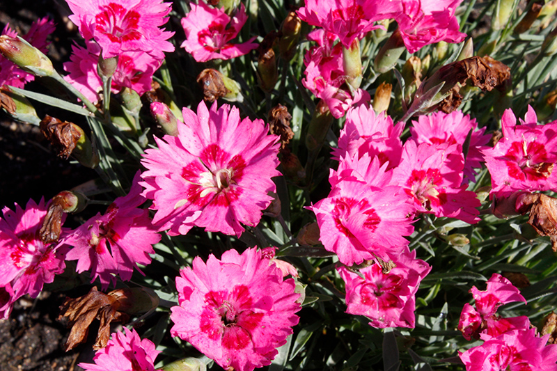 Paint The Town Fancy Pinks (Dianthus 'Paint The Town Fancy') at Minor's Garden Center