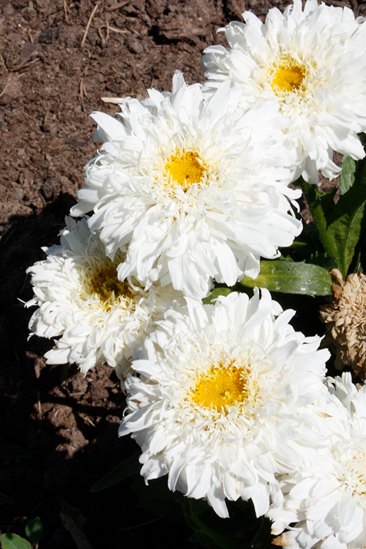 Amazing Daisies Marshmallow Shasta Daisy (Leucanthemum x superbum 'Marshmallow') at Minor's Garden Center