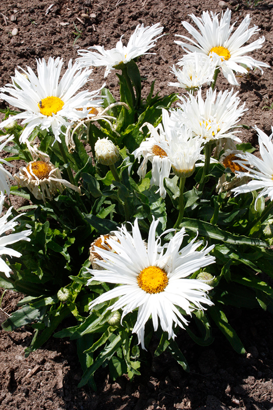 Amazing Daisies Spun Silk Shasta Daisy (Leucanthemum x superbum 'Spun Silk') at Minor's Garden Center