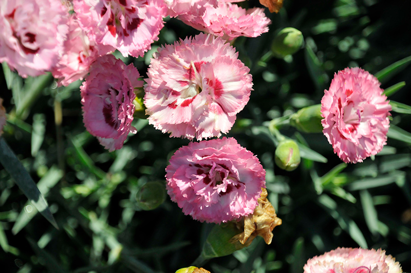 Pretty Poppers Appleblossom Burst Pinks (Dianthus 'Appleblossom Burst') at Minor's Garden Center