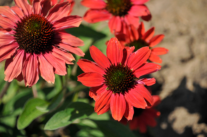 Color Coded Frankly Scarlet Coneflower (Echinacea 'Frankly Scarlet') at Minor's Garden Center
