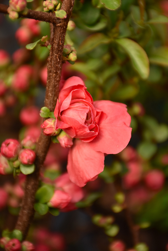 Double Take Peach Storm Flowering Quince (Chaenomeles speciosa 'NCCS4') at Minor's Garden Center