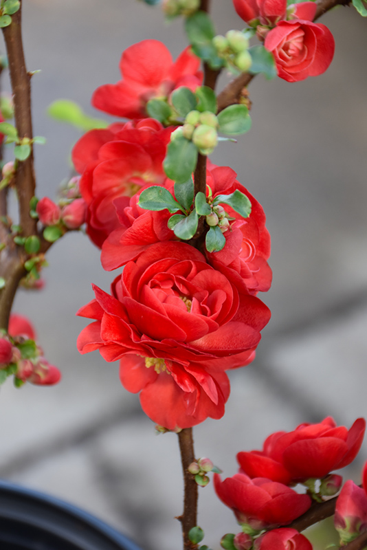 Double Take Scarlet Storm Flowering Quince (Chaenomeles speciosa 'Scarlet Storm') at Minor's Garden Center