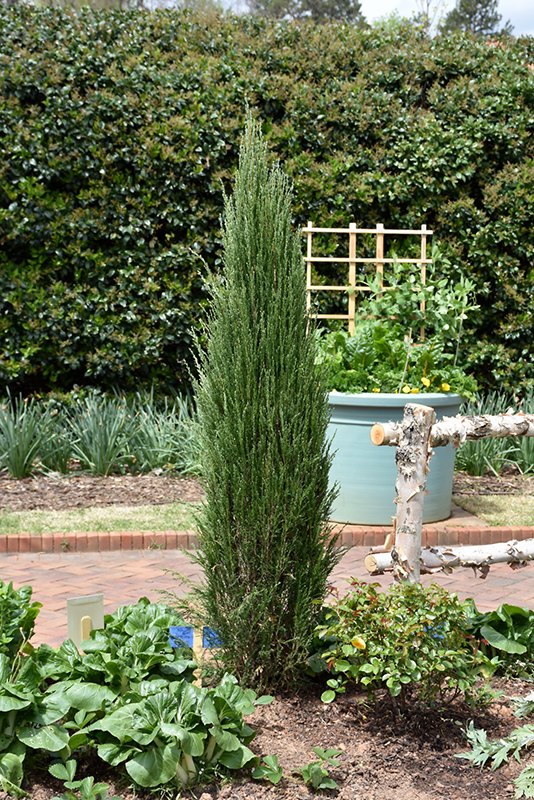 Blue Arrow Juniper (Juniperus scopulorum 'Blue Arrow') at Minor's Garden Center