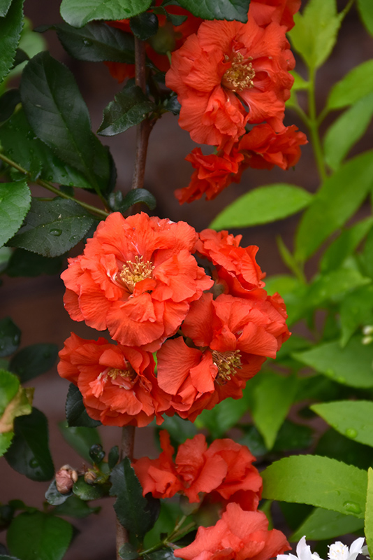 Double Take Orange Storm Flowering Quince (Chaenomeles speciosa 'Orange Storm') at Minor's Garden Center