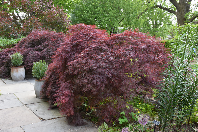 Crimson Queen Japanese Maple (Acer palmatum 'Crimson Queen') at Minor's Garden Center