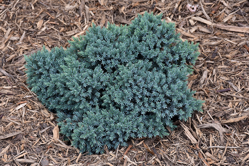 Blue Star Juniper (Juniperus squamata 'Blue Star') at Minor's Garden Center