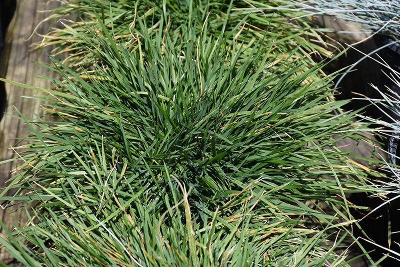 Pixie Fountain Tufted Hair Grass (Deschampsia cespitosa 'Pixie Fountain') at Minor's Garden Center