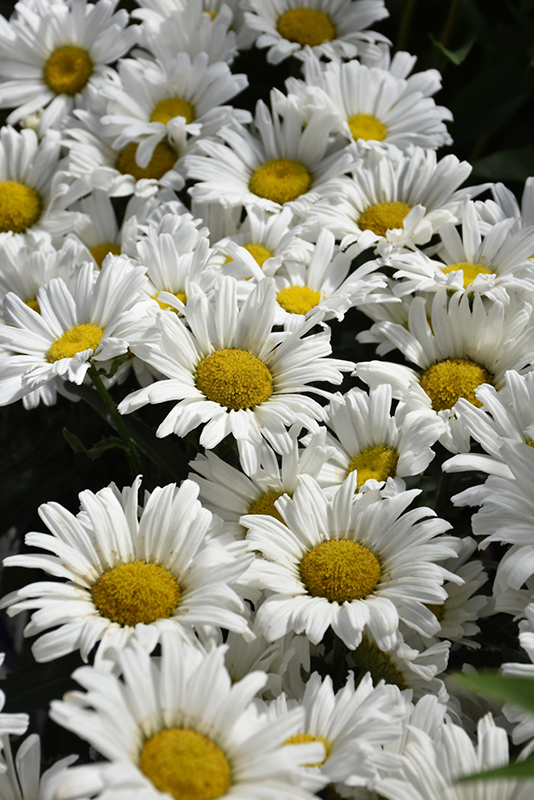 Amazing Daisies Daisy May Shasta Daisy (Leucanthemum x superbum 'Daisy Duke') at Minor's Garden Center