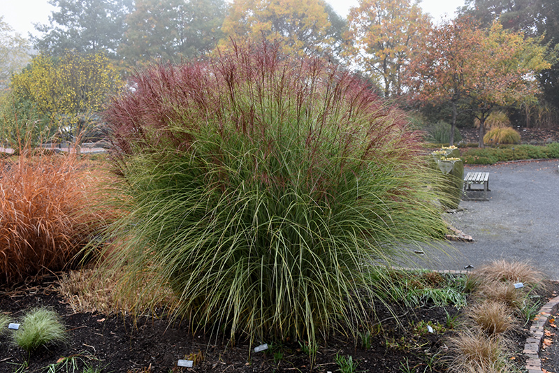 Morning Light Maiden Grass (Miscanthus sinensis 'Morning Light') at Minor's Garden Center