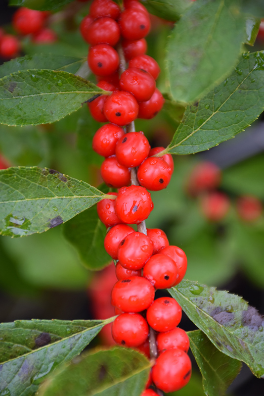 Red Sprite Winterberry (Ilex verticillata 'Red Sprite') at Minor's Garden Center
