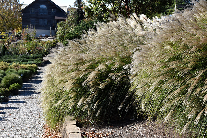 Gracillimus Maiden Grass (Miscanthus sinensis 'Gracillimus') at Minor's Garden Center