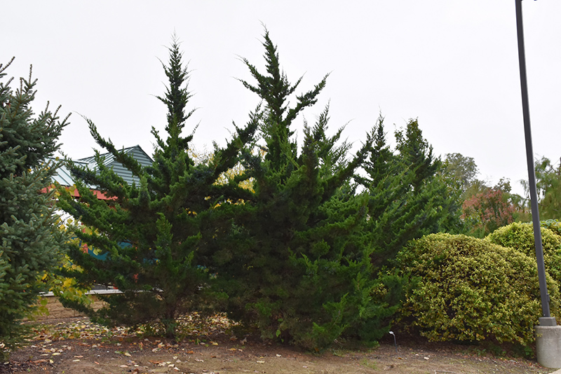 Canaertii Redcedar (Juniperus virginiana 'Canaertii') at Minor's Garden Center