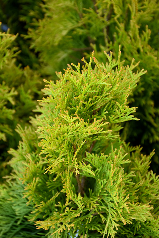 Highlights Arborvitae (Thuja occidentalis 'Janed Gold') at Minor's Garden Center