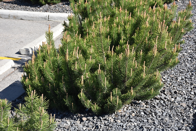Dwarf Mugo Pine (Pinus mugo var. pumilio) at Minor's Garden Center