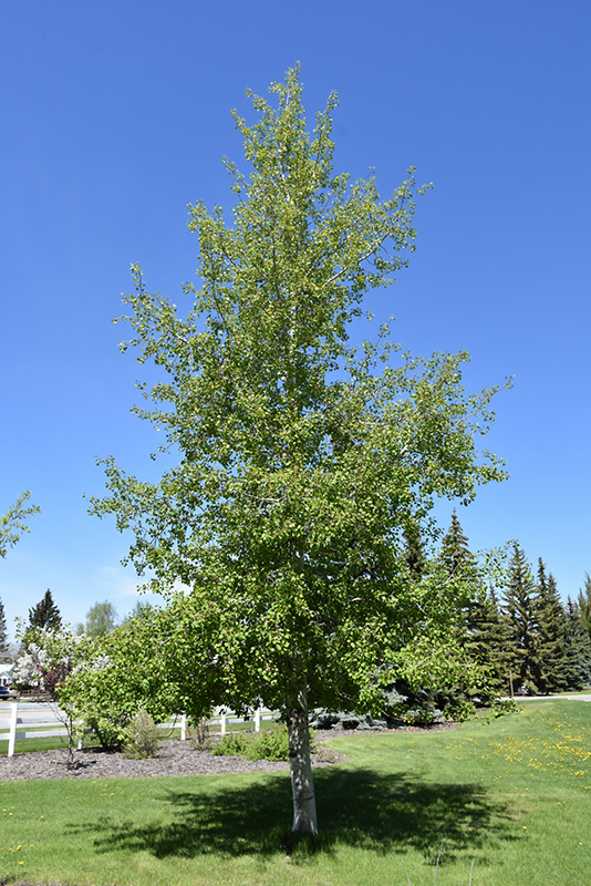 Quaking Aspen (Populus tremuloides) at Minor's Garden Center