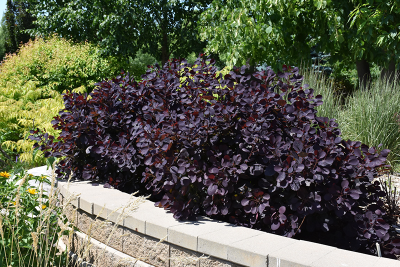 Royal Purple Smokebush (Cotinus coggygria 'Royal Purple') at Minor's Garden Center