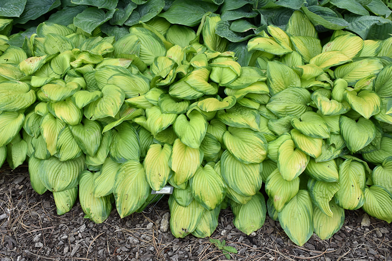 Stained Glass Hosta (Hosta 'Stained Glass') at Minor's Garden Center