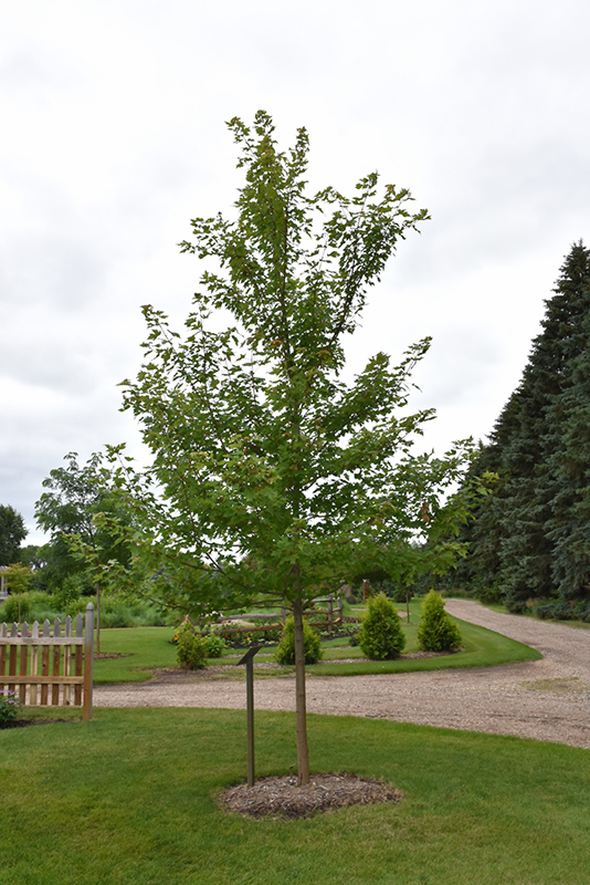 Matador Maple (Acer x freemanii 'Bailston') at Minor's Garden Center