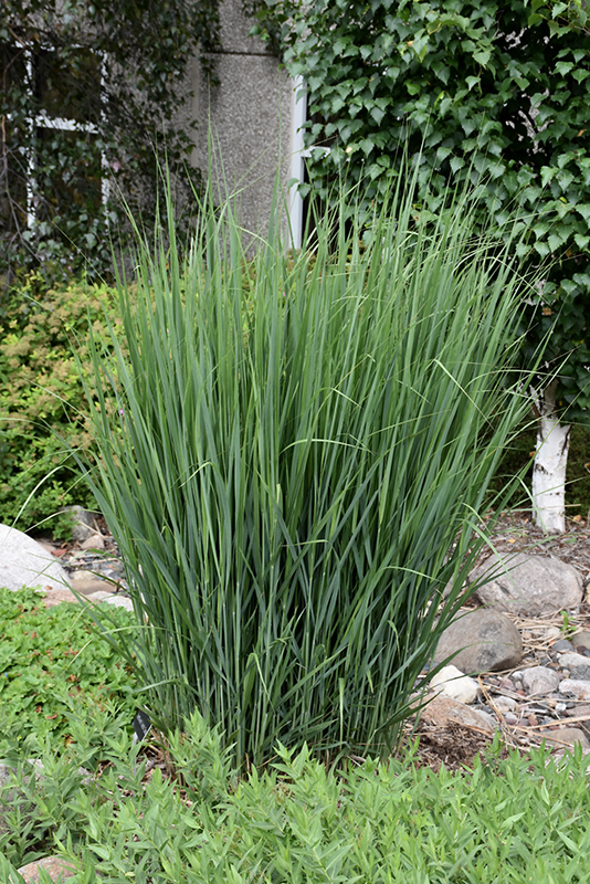 Northwind Switch Grass (Panicum virgatum 'Northwind') at Minor's Garden Center
