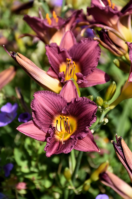 Purple D'Oro Daylily (Hemerocallis 'Purple de Oro') at Minor's Garden Center
