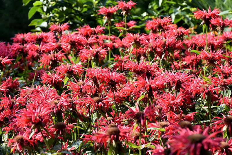 Gardenview Scarlet Beebalm (Monarda 'Gardenview Scarlet') at Minor's Garden Center