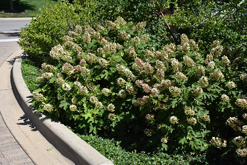 Snow Queen Hydrangea (Hydrangea quercifolia 'Snow Queen') at Minor's Garden Center