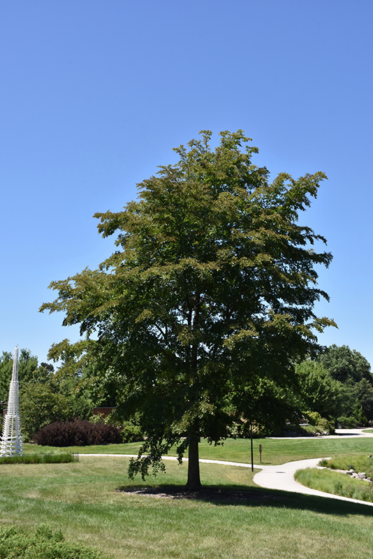 Accolade Elm (Ulmus 'Morton') at Minor's Garden Center
