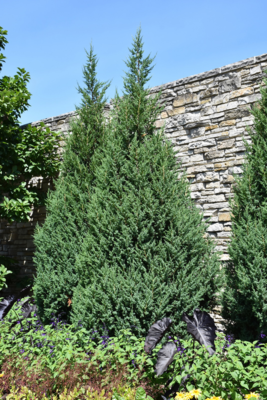 Star Power Juniper (Juniperus 'J.N. Select Blue') at Minor's Garden Center